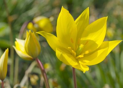 Yellow Woodland Tulips