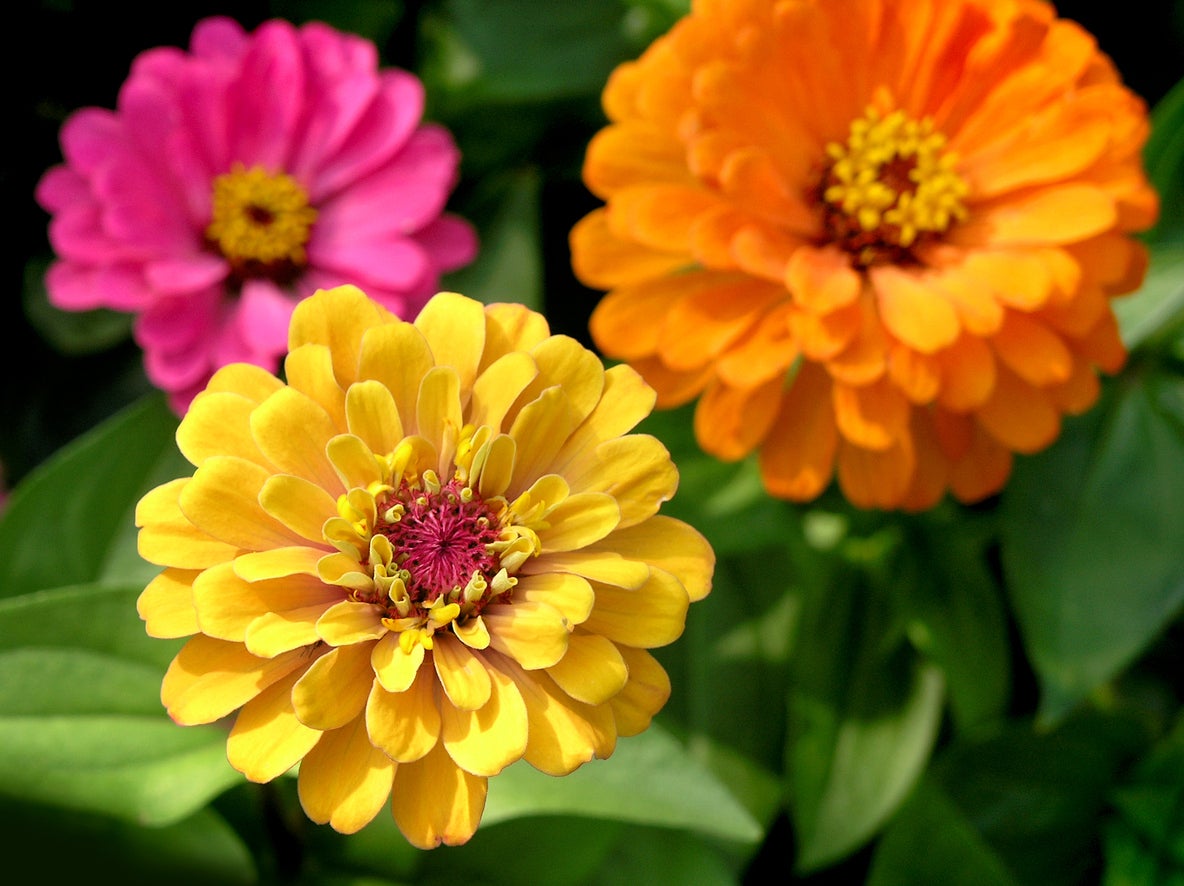 Popular Zinnia Varieties Different Types Of Zinnia Flowers For The Garden