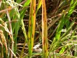 Brown Spots On Rice Crops