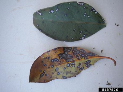 Spotted And Diseased Mountain Laurel Bush Leaves