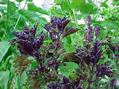 Purple Ruffles Basil Plant