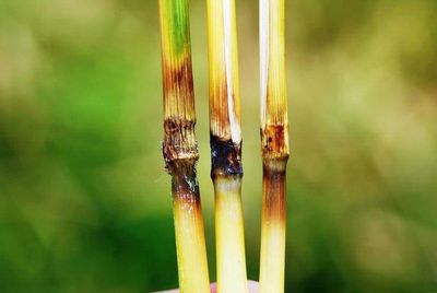 Damage From Rice Blast Disease