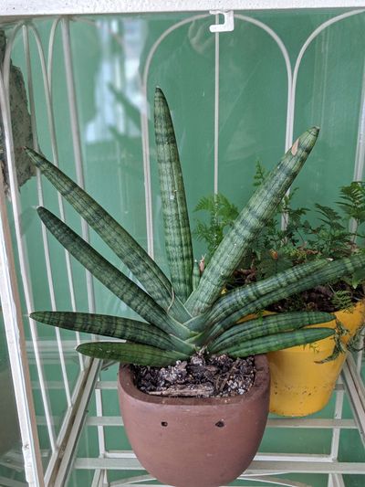 Potted Starfish Sansevieria Plant