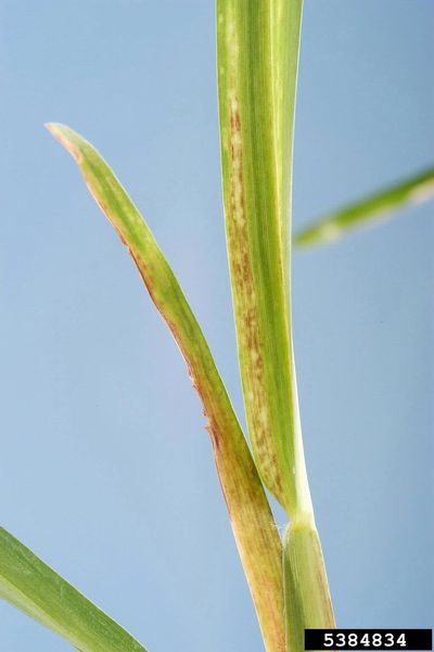 Diseased Sugarcane Plant Leaves