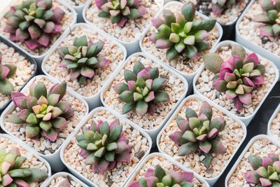 Individually Potted Anacampseros Succulents