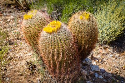 Three Compass Barrel Cacti