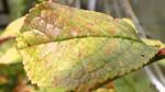 Rusty Yellow-Brown Colored Leaf Caused by Plum Rust Fungus on Plum Trees