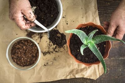 Planting an Aloe Plant