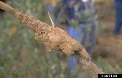 Branch With Apricot Oak Root Rot