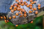 Multiple Orange Ladybugs On Tree