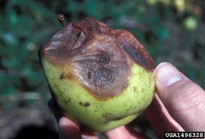 Bitter Rot On A Pear