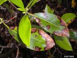 Brown Spots On Mountain Laurel Leaves