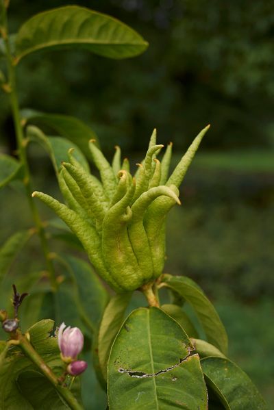 Green Buddha's Hand Flower Tree