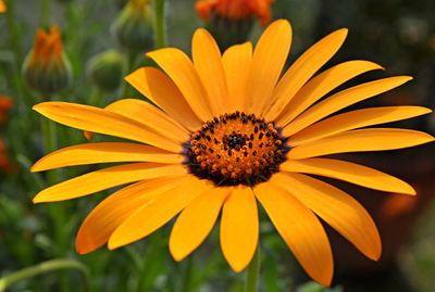 Close Up Of Cape Marigold Flower
