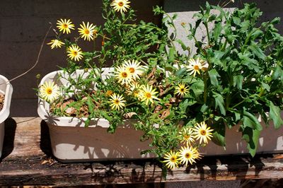 Potted Cape Marigolds