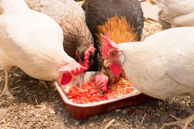 How to make feed for chickens