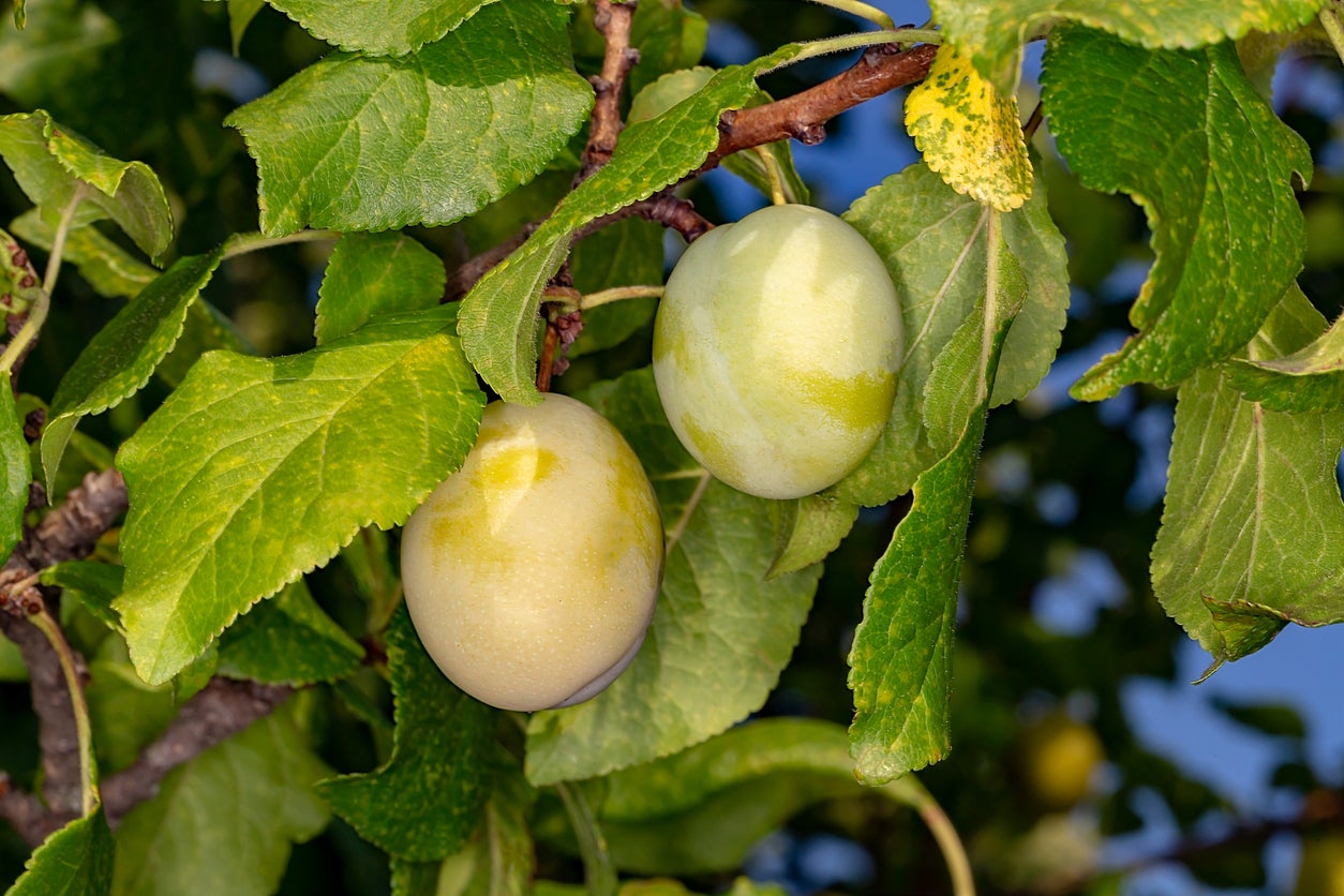 Fruit trees warwickshire