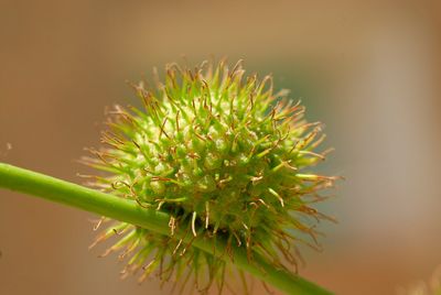 Plant Tree Pollen