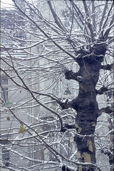 Plane Tree Covered In Snow