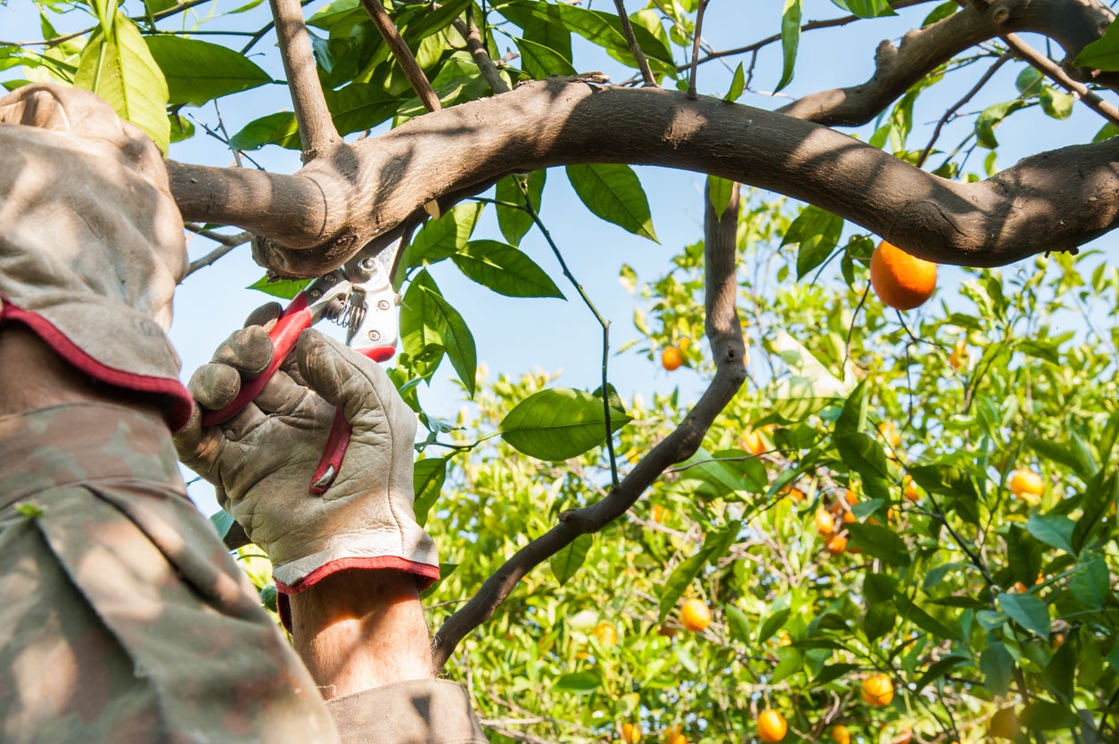 Когато подрязвате цитрусовите плодове, могат да останат плодове по дърветата