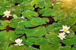 Pond Full Of Water Lilies