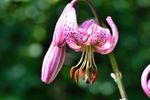 Pink Martagon Lily