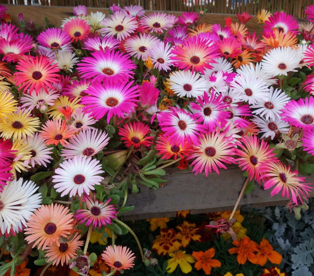 What Are Mesembryanthemums – Learn About Mesembryanthemum Plant Care