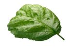 Napoletano Basil Plant