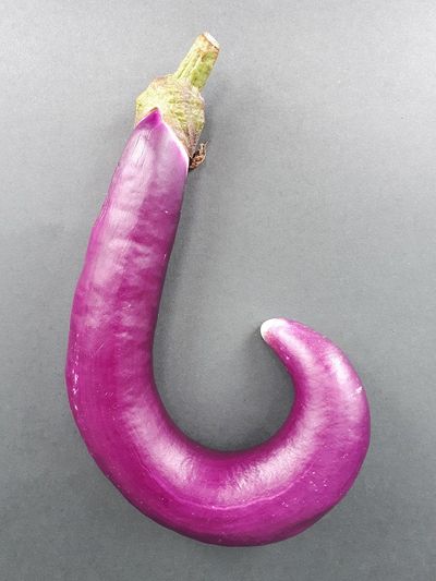 Orient Charm eggplant