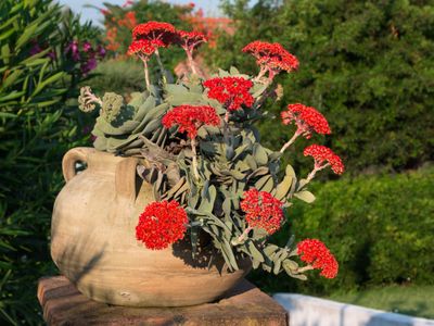 Red Propeller Plant In Large Planter