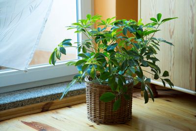 Small Potted Schefflera Plant