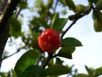 Close Up Of A Red Barbado Cherry