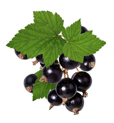 Close Up Of Black Currant Plant With Berries and Leaves