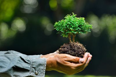 Bonsai Soil Information And How To What Is Bonsai Soil Made Up Of