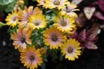 Cape Marigold Flowers