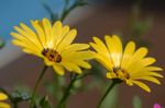 Two Yellow Cape Marigold Flowers