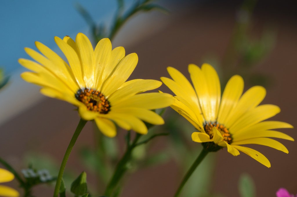 Growing Cape Marigold From Seed Learn About Cape Marigold Seed Germination