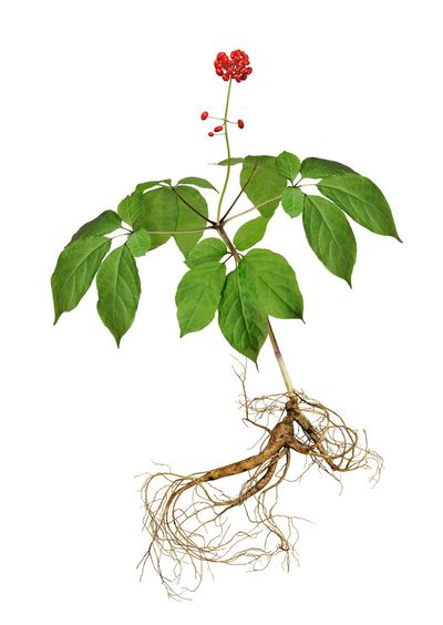 Edible Ginseng Plant With Berries And Roots