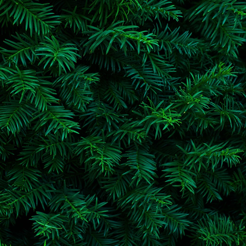 evergreen plant care – tips for identifying and growing evergreens