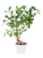 White Potted Ficus Ginseng Tree