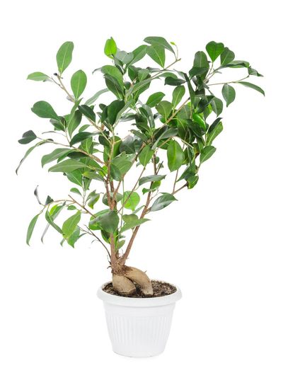 White Potted Ficus Ginseng Tree
