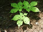 Ginseng Leaves Damaged From Pests