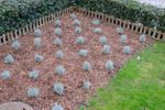 groundcover mulch