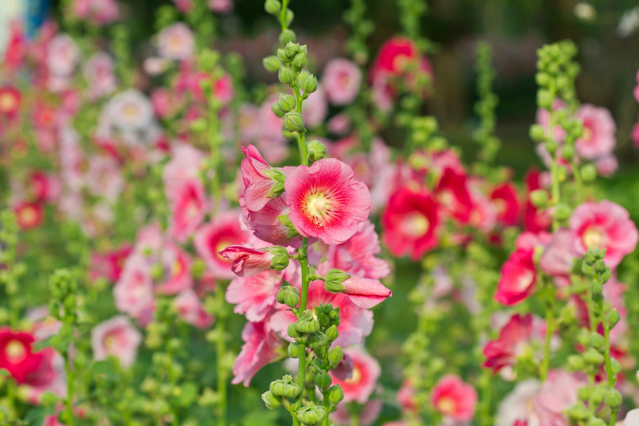 Should You Deadhead Hollyhocks Learn About Removing Spent Hollyhock Blooms