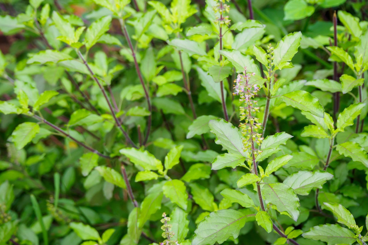 Caring For Holy Basil Plants: How To Grow Holy Basil In The Garden