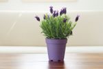 indoor lavender