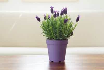 Indoor Potted Purple Lavender Plant