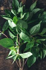 Lime Basil Plant
