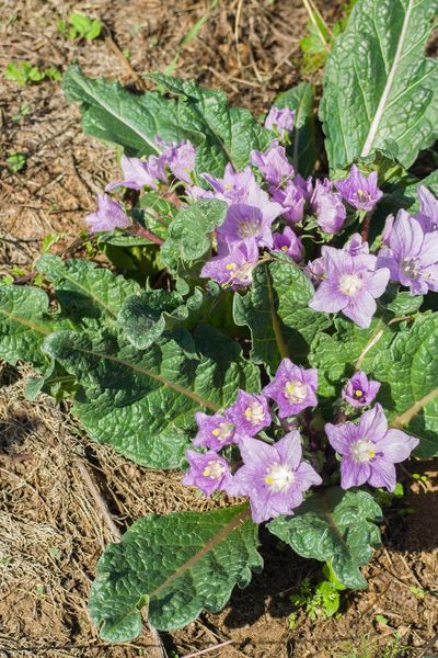 Purple Flowered Mandrake Plant