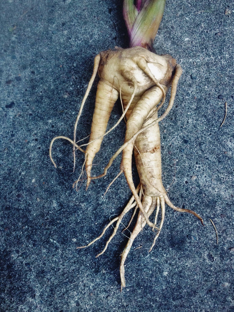 what do you do with mandrake: uses for mandrake root